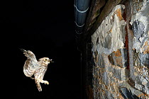 Little owl (Athene noctua) flying with prey to nest in wall, at night, France, May