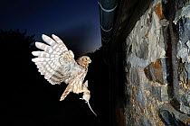 Little owl (Athene noctua) flying with prey to nest in wall, at night, France, May