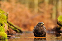 Common buzzard (Buteo buteo) in water in woodland, France, November