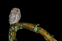 Little owl (Athene noctua) sitting profile at night, France, March