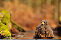 Common buzzard (Buteo buteo) washing in water in woodland, France, November
