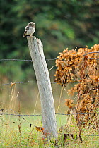 Little owl (Athene noctua) sitting on fence post, France, July