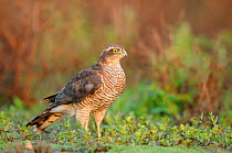 Sparrowhawk (Accipiter nisus) on the ground after a failed attack, France, September