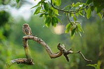 Little owl (Athene noctua) sitting on tree branch, France, July