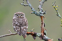 Little owl (Athene noctua) resting portrait, France, April