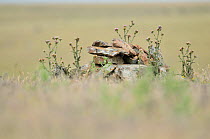 Little owl (Athene noctua) hidden amongst stones,  April