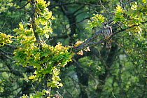 Hobby (Falco subbuteo) perched on tree branch, France, June