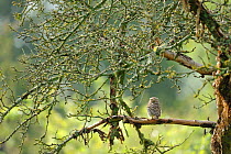 Little owl (Athene noctua) in a old tree in garden, France, June