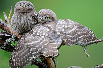 Little owl (Athene noctua) young owlets stretching wings in the rain, France, July