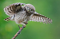 Little owl (Athene noctua) young owlet stretching wings in the rain, France, July
