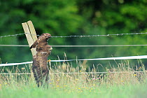 Common buzzard (Buteo buteo) trapped in a barbed wire  fence, France, July