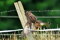Common buzzard (Buteo buteo) trapped on a barbed wire fence, France, July