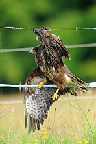 Common buzzard (Buteo buteo) trapped on a barbed wire fence, France, July
