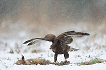 Common buzzard (Buteo buteo) feeding in dead fox in winter, France, January