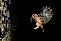 Tawny Owl (Strix aluco) coming back with prey to nest in wall, France, April