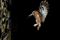Tawny Owl (Strix aluco) coming back with prey to nest in wall, France, April