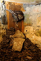 Tawny Owl (Strix aluco) entering nest in old rock wall, with chicks inside, France, May