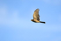 Sparrowhawk (Accipiter nisus) in flight, France, August