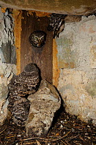 Tawny Owl (Strix aluco) bringing prey to nest with young chicks inside, in old building, France, June