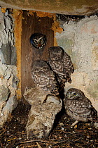 Tawny Owl (Strix aluco) bringing prey to nest with young chicks inside, in old building, France, June