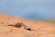 Lesser kestrel (Falco naumanni) male passing prey gift to female pre-mating, part of courtship, on rooftop, Spain, April