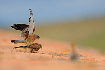 Lesser kestrel (Falco naumanni) male and female mating on top of roof, Spain, April
