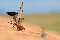 Lesser kestrel (Falco naumanni) male and female mating on top of roof, Spain, April