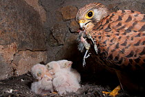 Kestrel (Falco tunninculus) female with bird prey to feed young in nest, France, May