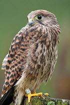 Kestrel (Falco tunninculus) young individual with leg rings, France, June
