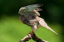 Kestrel (Falco tunninculus) female about to defecate off branch, France, May