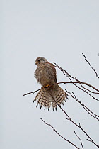Common kestrel (falco tunninculus) view from underneath, showing separate tail plumes, France, February