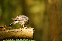 Sparrowhawk (Accipiter nisus) female eating a bird near the nest during summer, France, June