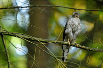 Sparrowhawk (Accipiter nisus) female perched on branch, France, June