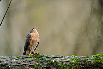 Sparrowhawk (Accipiter nisus) male on a mossy trunk in the forest, looking alert up to canopy, France, December