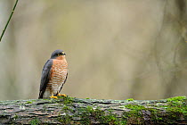 Sparrowhawk (Accipiter nisus) male on a mossy trunk in the forest, France, December