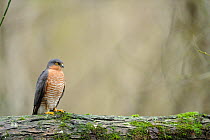 Sparrowhawk (Accipiter nisus) male on a mossy trunk in the forest, France, December