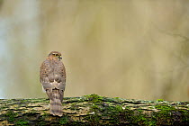 Sparrowhawk (Accipiter nisus) female on a mossy trunk in the forest, rear view, France, December