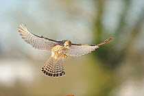Common kestrel (Falco tunninculus) hovering above potential prey, France, February