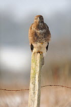 Common buzzard (Buteo buteo) perched on fence in winter, France, February