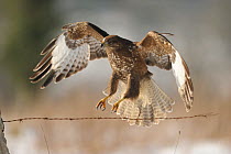 Common buzzard (Buteo buteo) flying over wire fence in winter, France, February