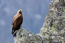Golden eagle (Aquila chrysaetos) on rock, Pyrenees, France, March
