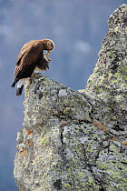 Golden eagle (Aquila chrysaetos) scratching whilst perched on rock, Pyrenees, France, March