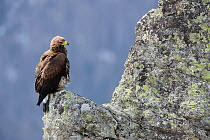 Golden eagle (Aquila chrysaetos) on rock, Pyrenees, France, March