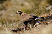Golden eagle (Aquila chrysaetos) on ground in grass, Pyrenees, France, March