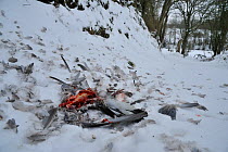 Sparrowhawk (Accipiter nisus) kill remains in snow, most likely a Wood pigeon, France, February