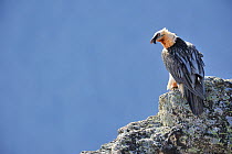 Bearded vulture (Gypaetus barbatus) on rock, Pyrenees, France, March