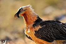 Bearded vulture (Gypaetus barbatus) profile portrait, Pyrenees, France, March