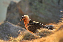 Bearded vulture (Gypaetus barbatus) profile portrait in grass, Pyrenees, France, March