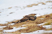 Golden eagle (Aquila chrysaetos) female flying over snow covered ground, Pyrenees, France, March