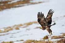 Golden eagle (Aquila chrysaetos) female flying over snow covered ground, Pyrenees, France, March